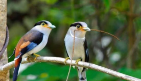 幽禽指的是什么鸟 幽禽指的是什么鸟