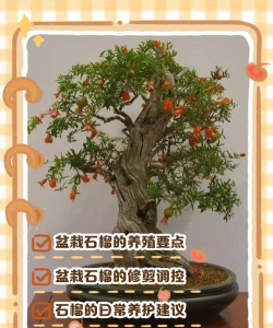 园土种植石榴怎么种植的 园土种植石榴怎么种植的
