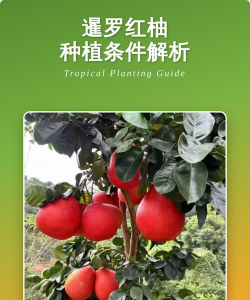 红柚能种植吗怎么种植 红柚能种植吗怎么种植