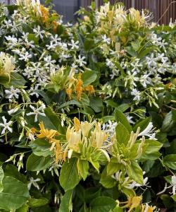 一亩地种多少株金银花 一亩地种多少株金银花