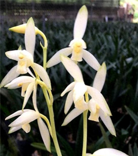 一棵兰花的最长寿命 一棵兰花的最长寿命