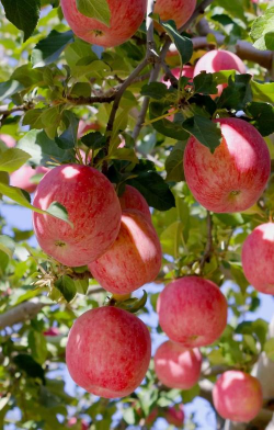 苹果树能结果吗 苹果树能结果吗