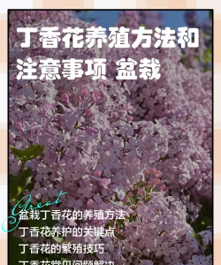 丁香花盆栽怎么养 丁香花盆栽怎么养