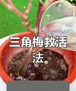 三角梅光杆如何快速发芽 三角梅光杆如何快速发芽