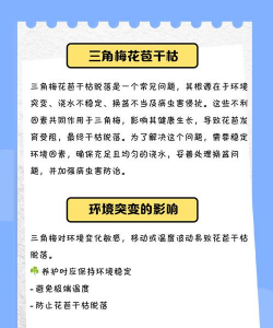 三角梅花苞干枯脱落是什么原因 三角梅花苞干枯脱落是什么原因