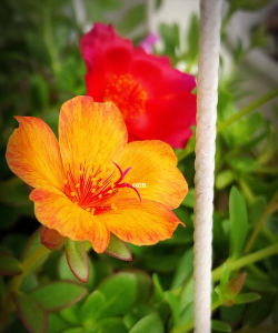 上午九点什么花开放 上午九点什么花开放