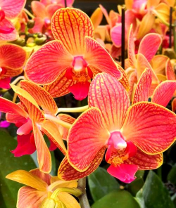 世界上有什么花 世界上有什么花