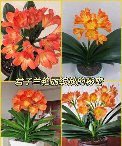 兰花用什么可以当肥 兰花用什么可以当肥