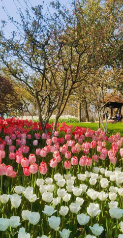 太子湾有哪些花 太子湾有哪些花