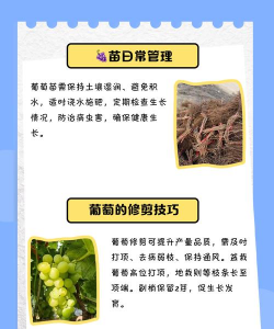 为什么家里忌讳种葡萄 为什么家里忌讳种葡萄