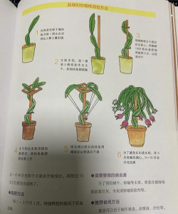 种植火龙果怎么种植方法 种植火龙果怎么种植方法