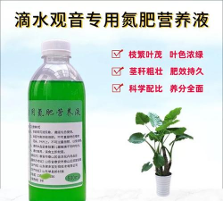 给滴水观音上什么肥料 给滴水观音上什么肥料