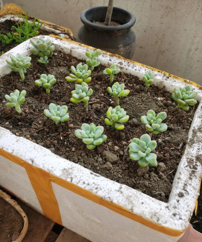 泡沫箱适合种什么花 泡沫箱适合种什么花