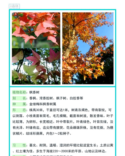 各种树的特点 各种树的特点