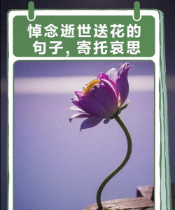 代表再见告别的花语 代表再见告别的花语