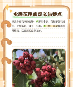 伞形花序和伞房花序的区别 伞形花序和伞房花序的区别