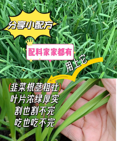 种植韭菜根苗怎么种植的 种植韭菜根苗怎么种植的