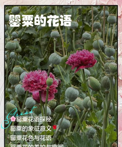 有哪些花是毒药 有哪些花是毒药