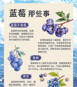 兔眼蓝莓品种介绍 兔眼蓝莓品种介绍