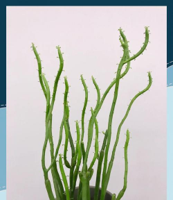 光棍树怎么繁殖 光棍树怎么繁殖