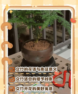 文竹花是有什么寓意 文竹花是有什么寓意