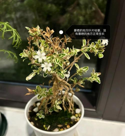 六月雪叶子发黄是什么原因 六月雪叶子发黄是什么原因