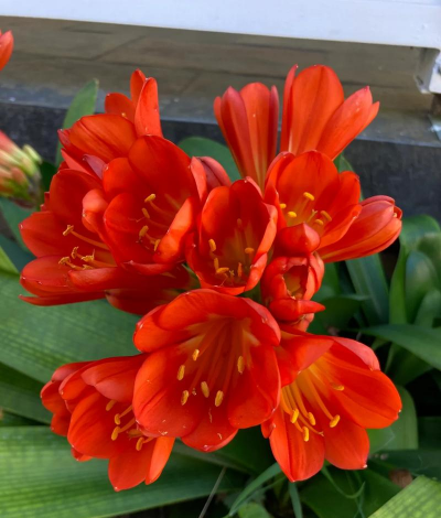 兰花和君子兰哪个名贵 兰花和君子兰哪个名贵