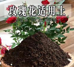 玫瑰种植需要什么土 玫瑰种植需要什么土