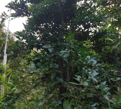 紫檀树种植苗怎么种植的 紫檀树种植苗怎么种植的