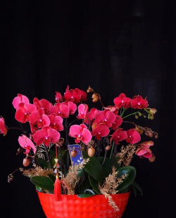 红色盆景有哪些花 红色盆景有哪些花