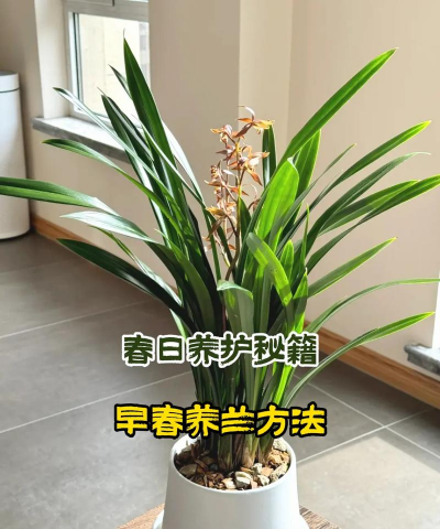 兰花春天怎么养殖方法和注意事项 兰花春天怎么养殖方法和注意事项