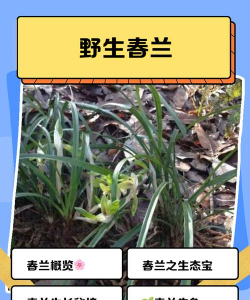 兰花的原产地 兰花的原产地