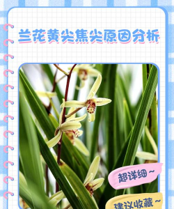 兰花黄尖是什么原因 兰花黄尖是什么原因