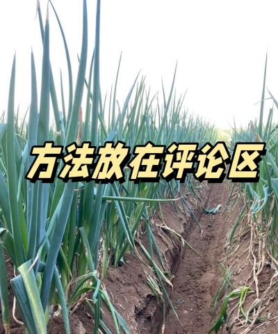 冬季栽大葱正确方法 冬季栽大葱正确方法