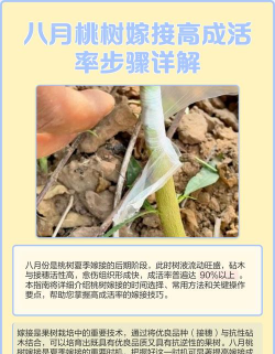 桃树嫁接时间和方法 桃树嫁接时间和方法