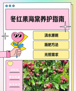 冬红果的养殖方法和注意事项 冬红果的养殖方法和注意事项