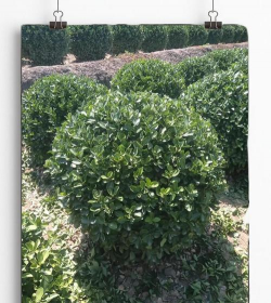 冬青树有几种 冬青树有几种