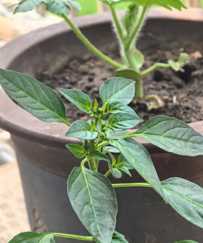 辣椒苗小小的咋就开花了 辣椒苗小小的咋就开花了