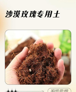 种玫瑰应该用什么土 种玫瑰应该用什么土