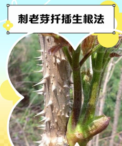 种植刺嫩芽树怎么种植的 种植刺嫩芽树怎么种植的