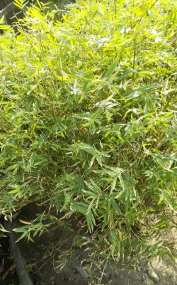 叶子很小的是什么竹 叶子很小的是什么竹