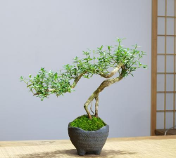 盆栽什么时候造型好 盆栽什么时候造型好