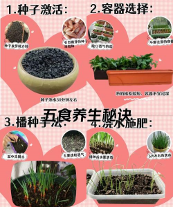 火葱种植阳台怎么种植的 火葱种植阳台怎么种植的