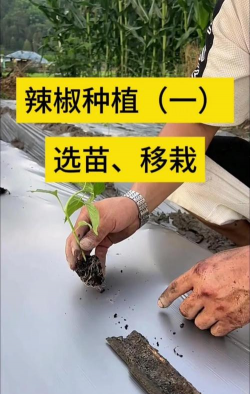 刚移栽的辣椒苗怎么管理 刚移栽的辣椒苗怎么管理