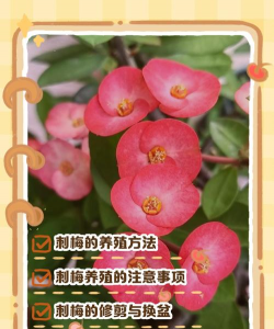 刺梅花怎么养殖方法 刺梅花怎么养殖方法