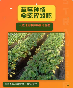 种植机种草莓怎么种植的 种植机种草莓怎么种植的