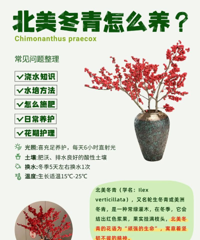 北美冬青养殖方法和注意事项 北美冬青养殖方法和注意事项