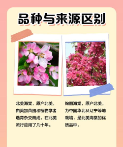 绚丽海棠与北美海棠区别 绚丽海棠与北美海棠区别