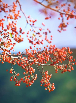 北美海棠果实能吃吗 北美海棠果实能吃吗