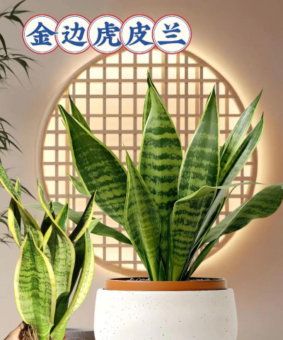 有哪些花可去甲醛 有哪些花可去甲醛